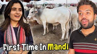 Aroob Ne Pehli Baar Bakra Mandi Dekhi  | Mandi Se Agla Janwar Konsa Len ? 