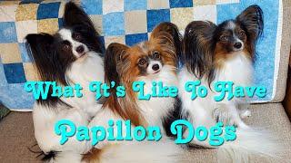What It's Like To Have Papillon Dogs