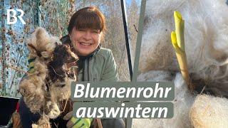 Canna auswintern: Mit Schafwolle Pflanzen sicher durch den Winter bringen │Querbeet