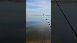 #fishing #рыбалка #рыбачим #снасти #ловляхищника