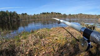 Весенняя ЛОВЛЯ красноперки на поплавок на забытом лесном озере