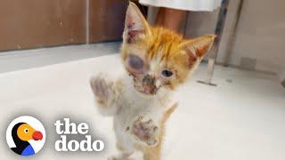 Guy Spends His Whole Vacation With A Stray Kitten | The Dodo