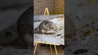 Meet the world's oldest mouse, Patrick Stewart - 9 years, 210 days old