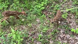 Two newborn baby fawn/deer in the woods behind our house...