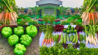 Massive Harvesting From My Rooftop Organic Vegetable Garden/ Harvesting Organic Vegetables