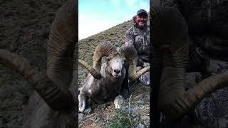 My #16 sheep of the #Ovis30 This sheep is a Hangay Argali and was shot in Mongolia.#travel #hunting