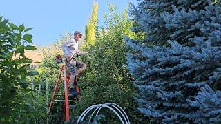 The Pros and Cons of Summer Pruning Fruit Trees With a Hedge Trimmer