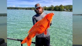 Northern Michigan bow-fishers catch 24.5-pound invasive Koi fish