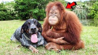 Orphan Orangutan and Abandoned Dog Grew Up Together! Now They Are Inseparable