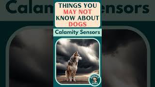 Calamity Sensors | Things You May Not Know About Dogs | Dog Breeds | YouTube Short Video