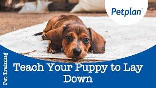 How To Teach A Puppy To Lay Down | Puppy Training Tips | Petplan