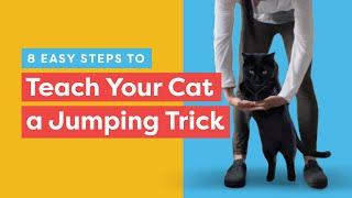 Train Your Cat to Leap Through an Arm Hoop! - 8 Steps to Master this Trick