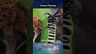 Which animals can defeat Venus Flytrap? | Curious Corner #shorts