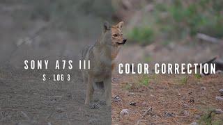 Renk Düzenleme Color Grading Sony A7s3 S-log3 | Çakal Örneği