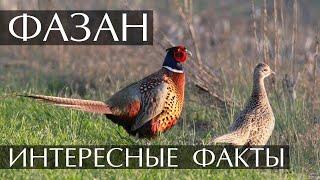 Фазан - интересные факты