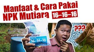 Jangan salah. Ini Manfaat Dan Cara Menggunakan Pupuk NPK Mutiara 16-16-16 Untuk Tanaman Pertanian