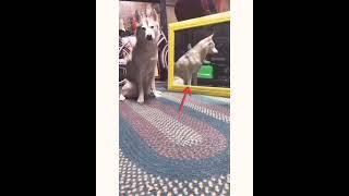 _Funniest_Cats_and_Dogs_Awesome_Funny_Pet_Animals_Videos_.................#Y(4)