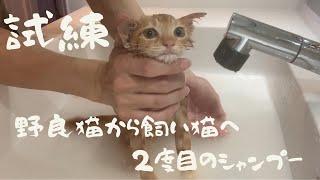 【試練】 子猫のシャンプー 野良猫から飼い猫へ