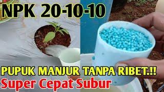 PUPUK PERTAMA CABE UMUR 7 HST PAKAI PUPUK INI CEPAT SUBUR || part 2