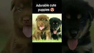 pet puppies. #shorts #petpuppy  #animalshorts