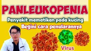 PANLEUKOPENIA || PENYAKIT MEMATIKAN PADA KUCING || drh Mirza Yusa || DOKTER HEWAN