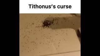 The bug curse