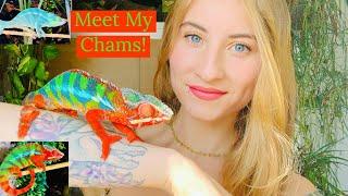 Meet My Chameleons!!!