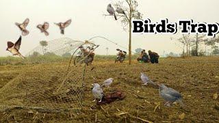 Sparrow Hunting with Net Trap Top Hunting Team