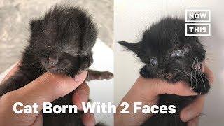 This Kitten Was Born With 2 Faces | NowThis