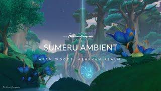 Sumeru Ambient: Apam Woods Background Music Forest Sound (40 Min) | Genshin Impact