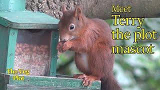 Meet Terry the Squirrel a plot mascot