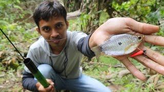 How to fish Trichopodus trichopterus and its bait