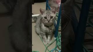 kitten is so cute like youLETS SUBSCRIBE this channel for other interesting videos,Ayo SUBSCRIBE