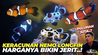 KERACUNAN REEF TANK LAGI NIH..! LANGSUNG ANGKUT IKAN NEMO LONGFIN PULUHAN JUTAAAA...!!!