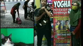 Jual Kucing Ras  Di Surabaya Open New Cabang