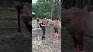 Peach is such a goofball  #horse #horses #equestrian #farm #farmlife #horsegirl