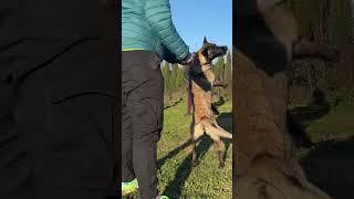 Malinois agresivo en rehabilitación