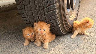 3 stray kittens refused to leave the girl's car. When she found out the reason, she was speechless.