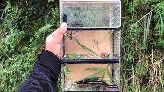 Amazing hunting insects‼️catch orchid mantis, white katydid, millipede, spider, caterpilar, ladybug