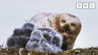 Feeding snowy owl chicks is no mean feat  | Frozen Planet II - BBC