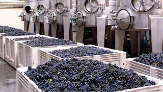 HOW Wine IS MADE in FACTORY | Knowing This Will CHANGE Your Look At Wine FOR EVER!