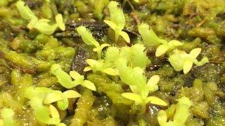 NEPENTHES 101:GROWING NEPENTHES PITCHER PLANTS FROM SEEDS HOW I GERMINATE NEPENTHES SEEDS