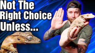 You Don't Have What It Takes To Breed Crested Geckos UNLESS You Know This!