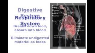 Human Anatomy and Physiology: Organ Systems