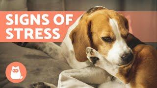 10 SIGNS of STRESS in DOGS  How to Help With Anxiety