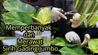 6 Rahasia Merawat (Memperbanyak) Sirih Gading Jumbo||| Lengkap, Padat, Jelas!