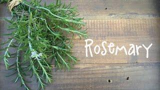 How to Grow Rosemary | IN BETH'S GARDEN