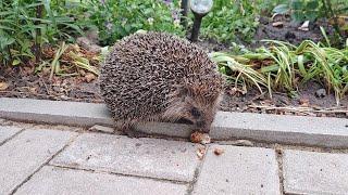 Ein Gartenigel frisst einen leckeren Snack @DenisKorza #Tiere #Igel #Essen #asmr 