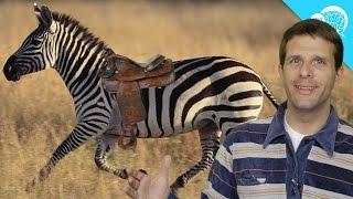 Why Don't Humans Ride Zebras?