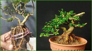 part3: Small Premna Microphylla over rock | Bonsai Sancang Mame atas batu